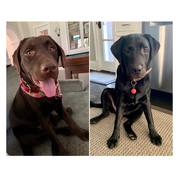 Meet Kona & Romeo! 💗 - Picture 2 of 12